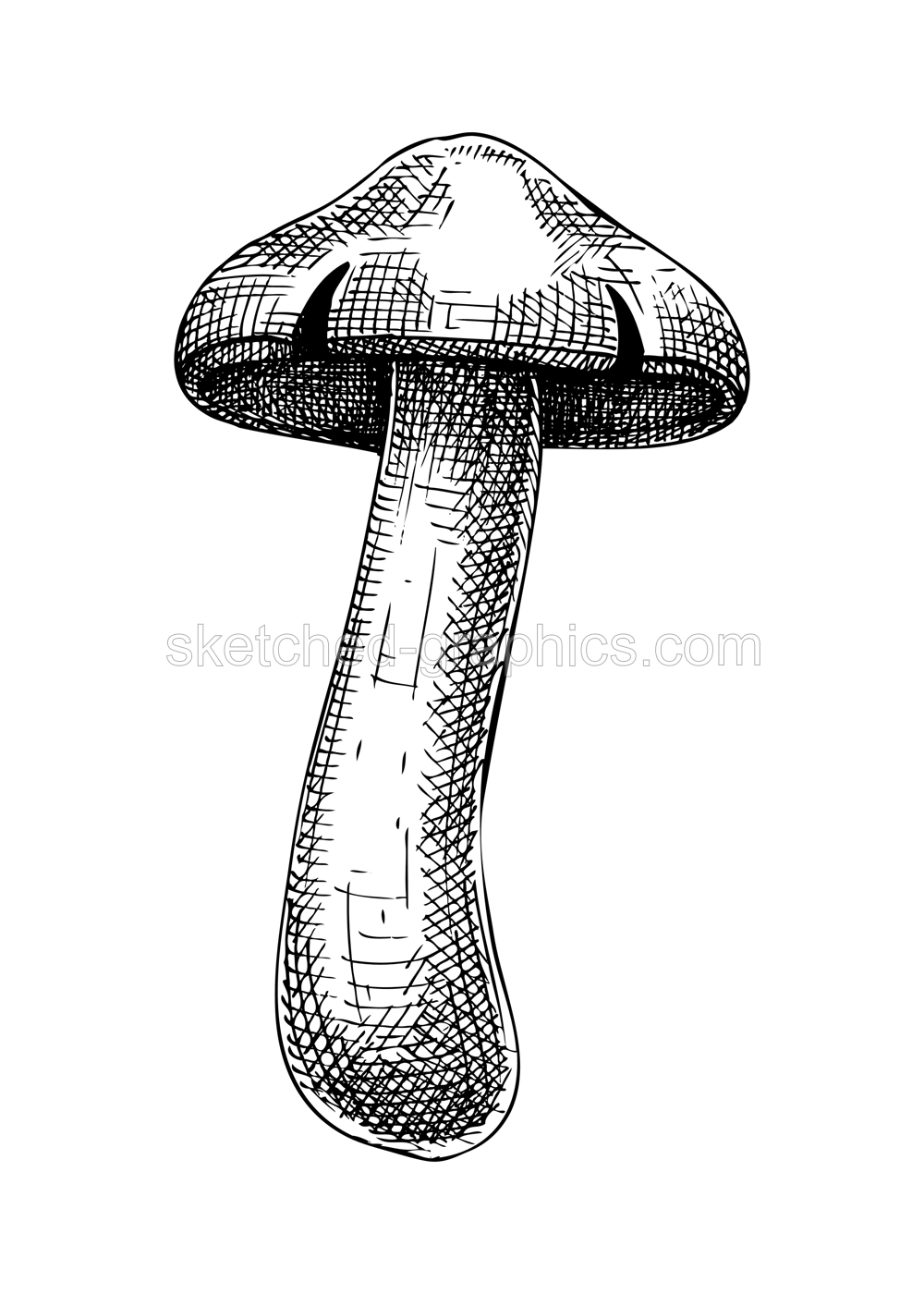 Sketched mushroom illustration. Hand drawn food drawings. Forest plants sketches. Perfect for recipe, menu, label, icon, packaging, Vintage mushroom outlines.  Illustration